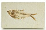 Detailed Fossil Fish (Diplomystus) - Wyoming #320360-1